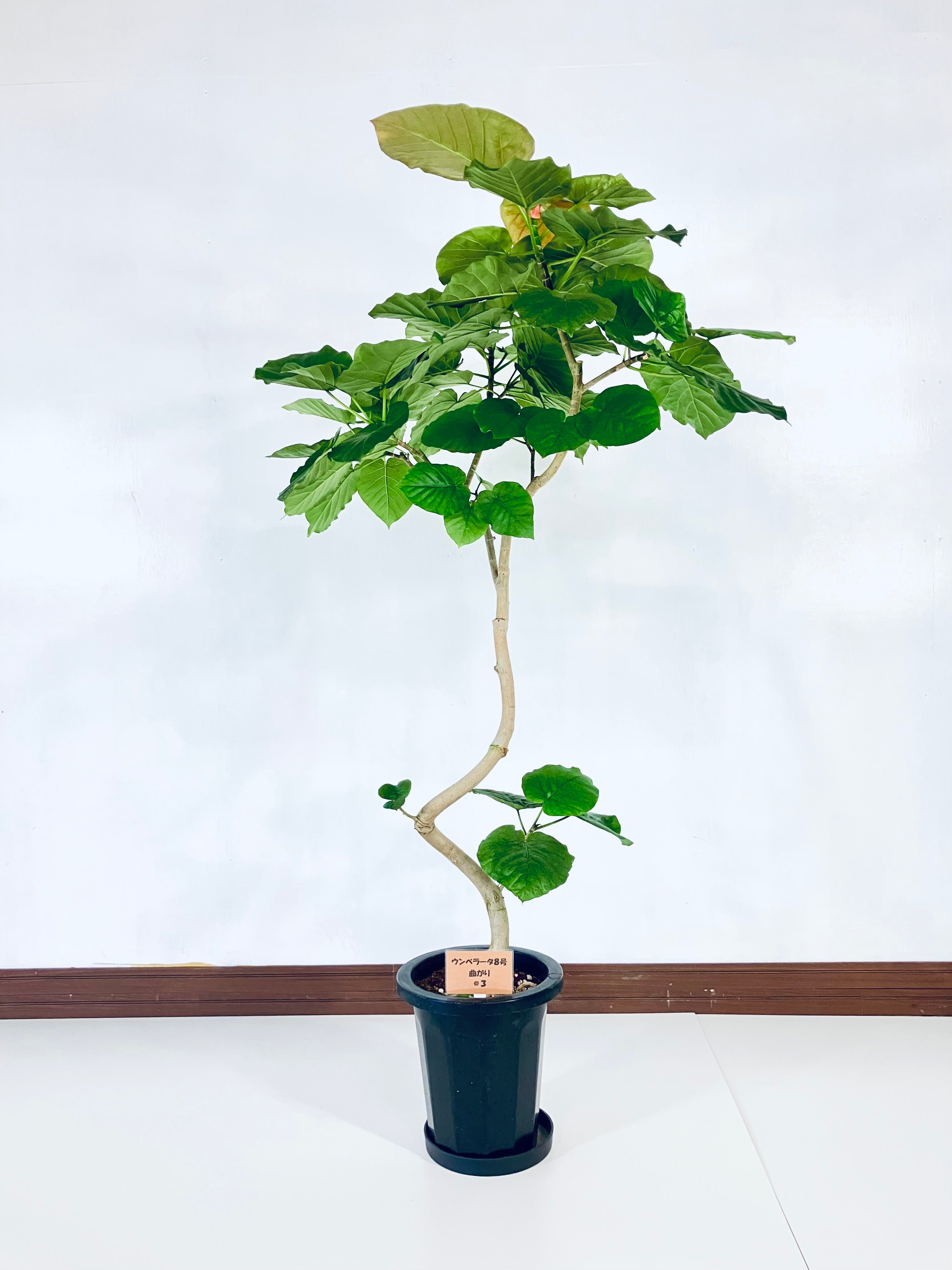 ［現品］42番　フィカス　ウンベラータ　曲がり　8号　観葉植物　室内　大型　人気 フィカス・ウンベラータ 8号の現品商品 | 観葉植物通販AONOKI