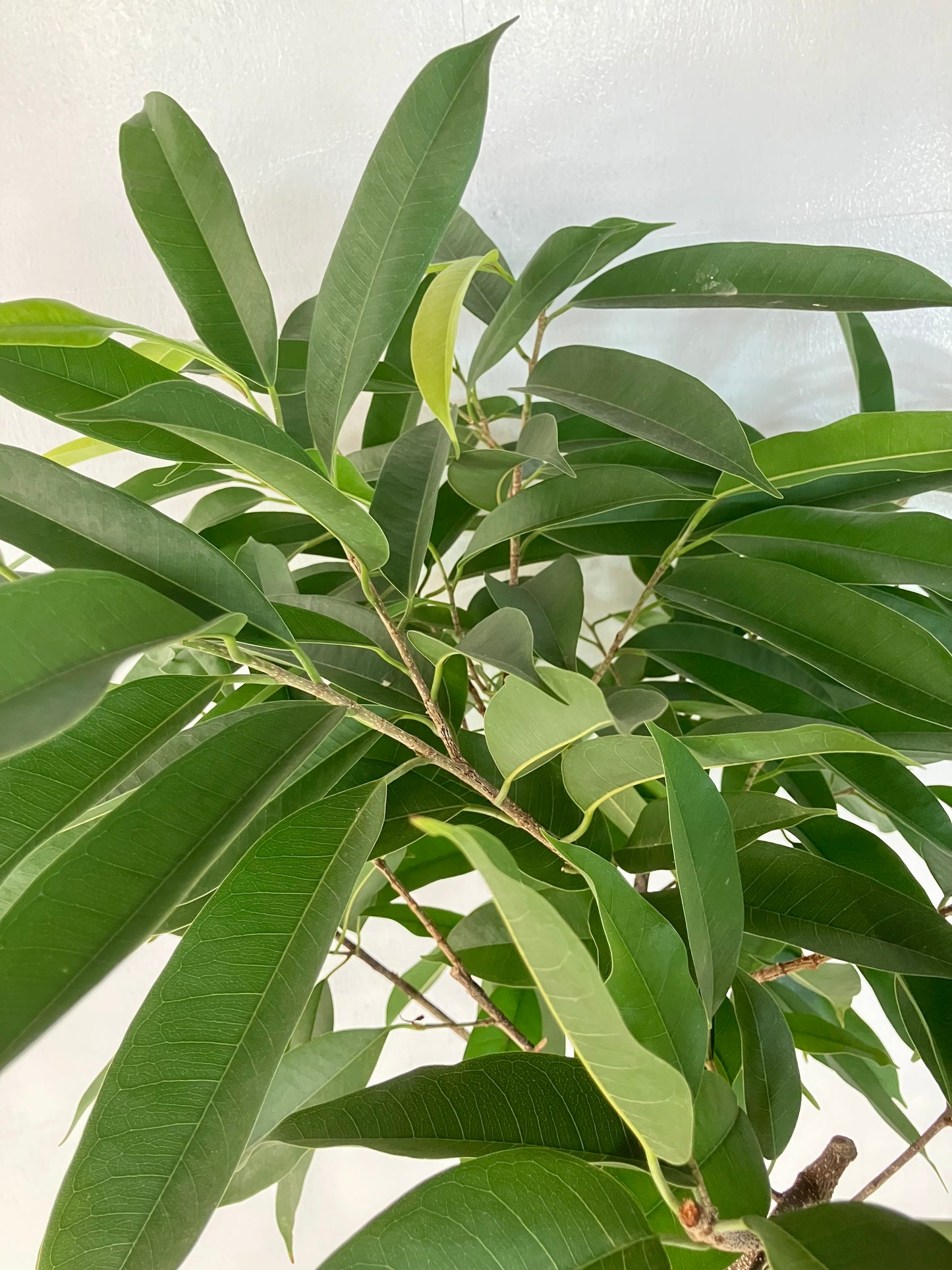 現品商品＠2 アムステルダム 10号（高さ：180cm、幅：85cm）