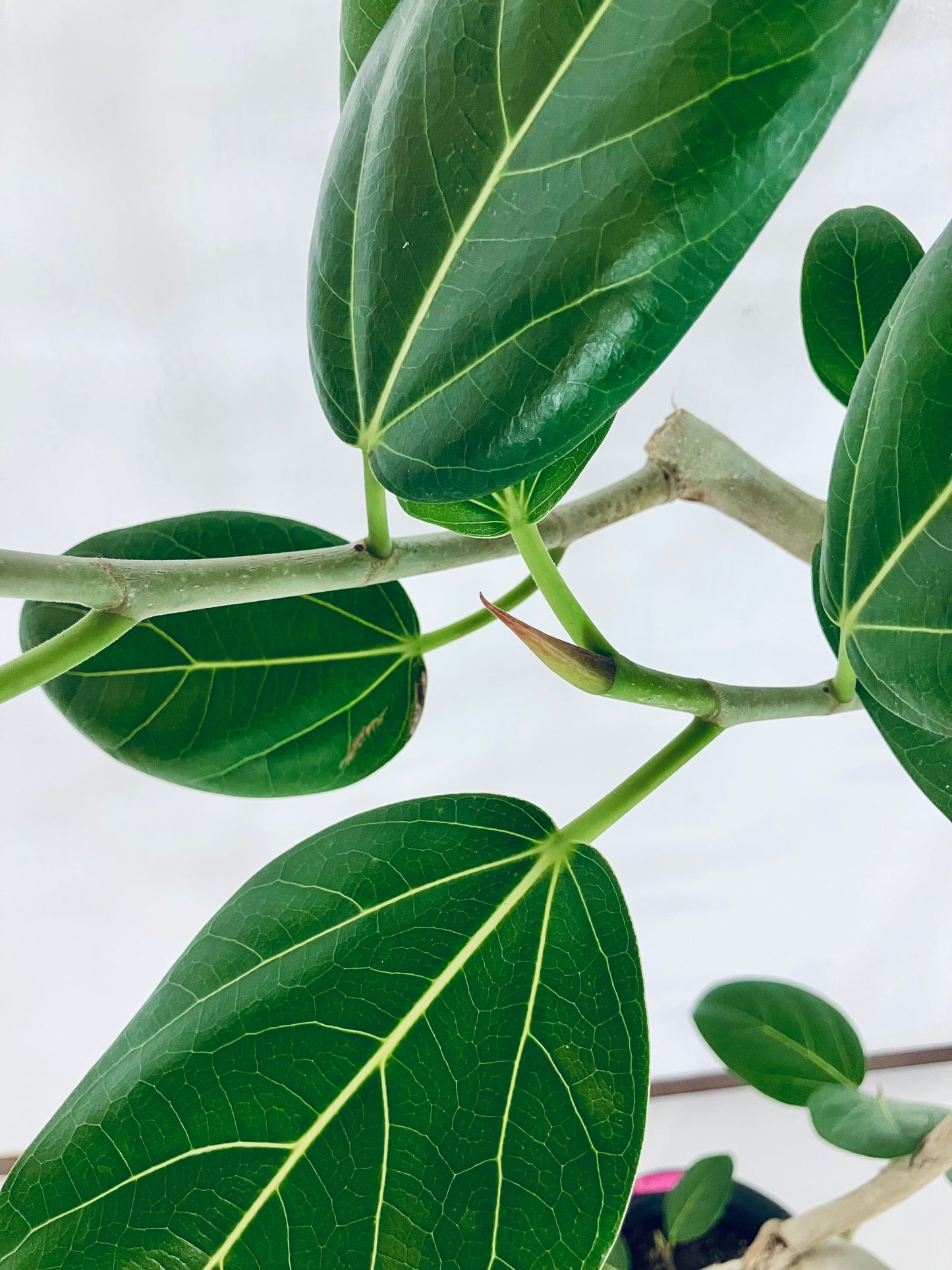 【Unique Form】ベンガレンシス 8号（高さ：130cm、幅：90cm）#6