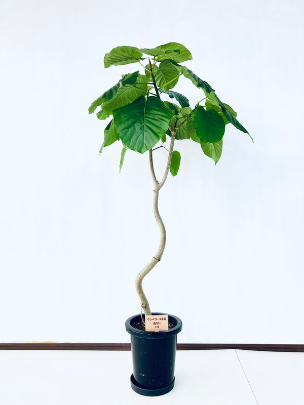 現品商品＠3 ウンベラータ 8号（高さ：140cm、幅：80cm）