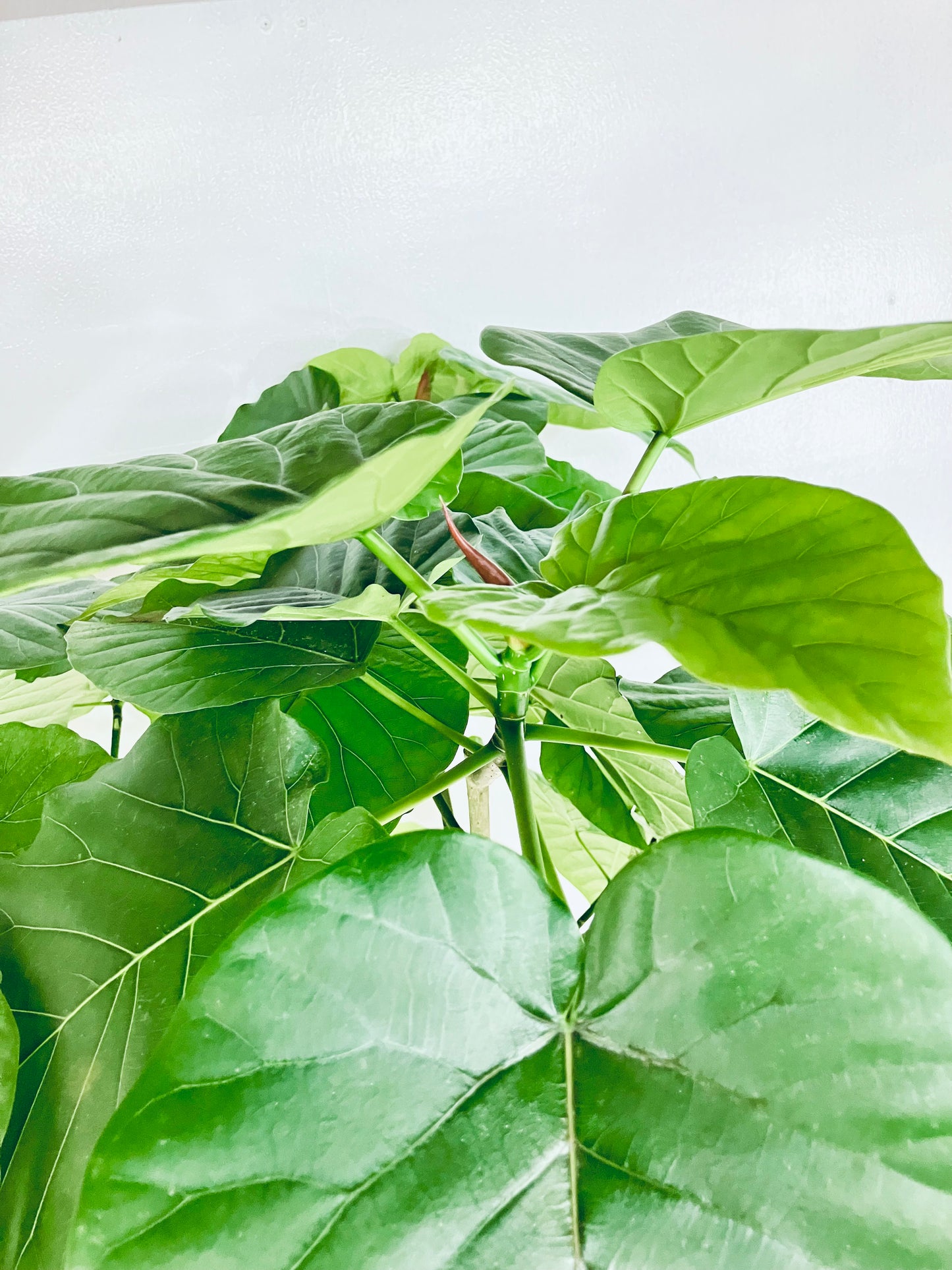 現品商品＠3 ウンベラータ 10号（高さ：180cm、幅：90cm）