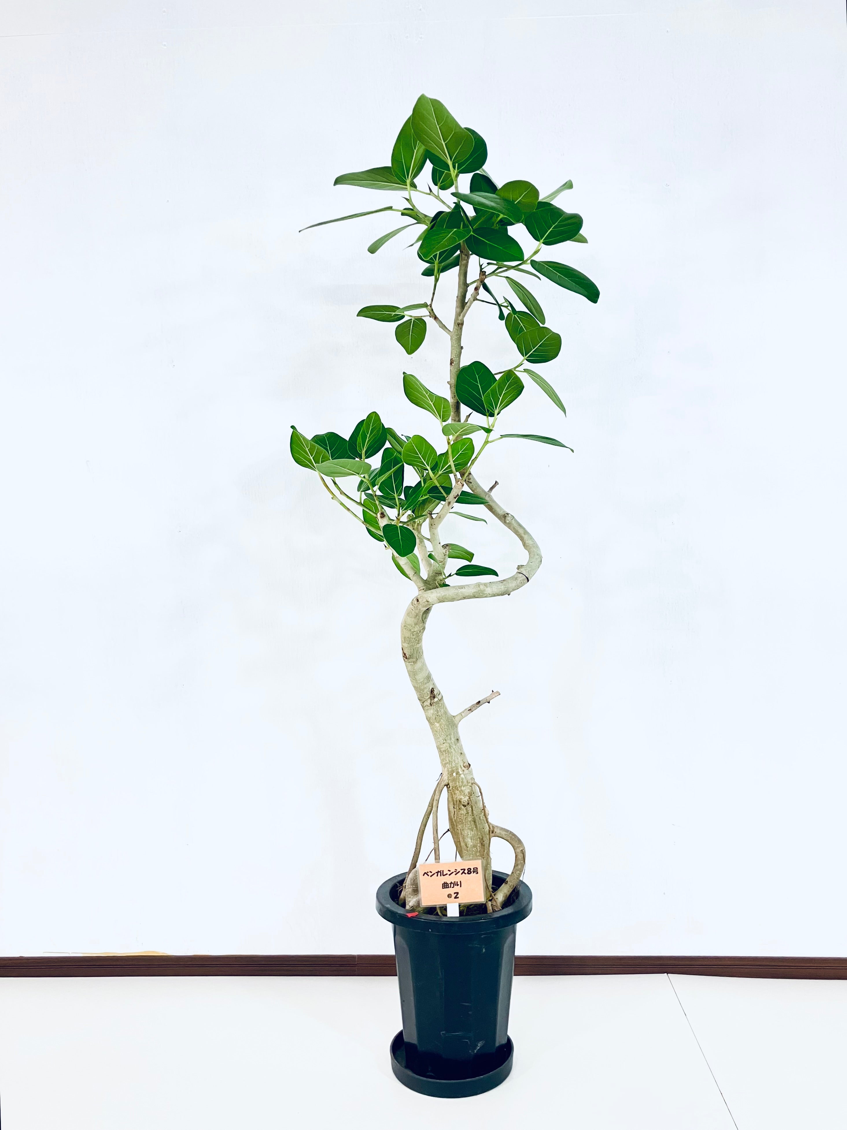 ベンガレンシスの通販 | 観葉植物の通販はAONOKI（あおのき）