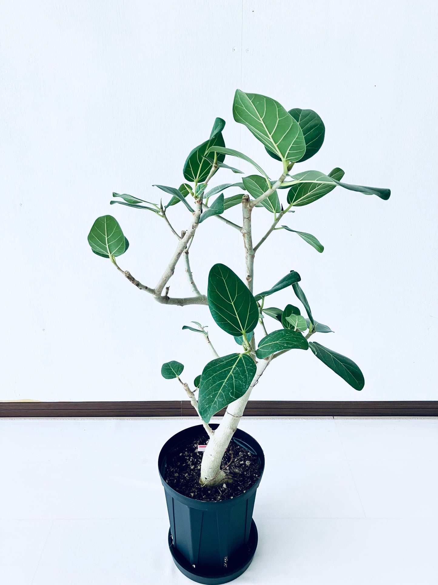 現品商品@8T ベンガレンシス 6号（高さ：80cm、幅：50cm）【豊橋発送】