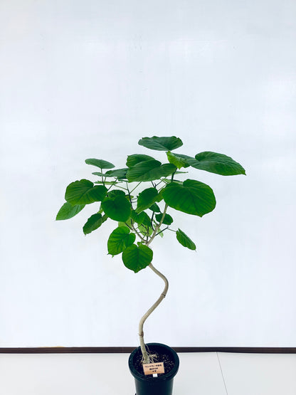 現品商品＠9 ウンベラータ 8号 曲がりМ（高さ：131cm、幅：80cm）