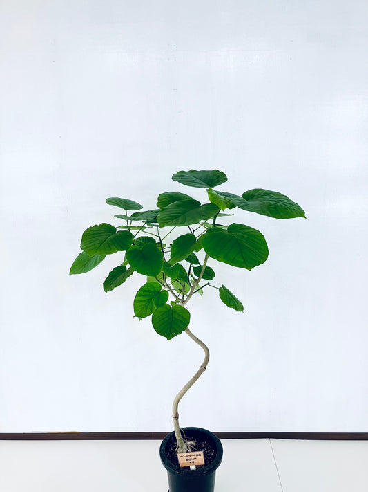 現品商品＠9 ウンベラータ 8号 曲がりМ（高さ：131cm、幅：80cm）