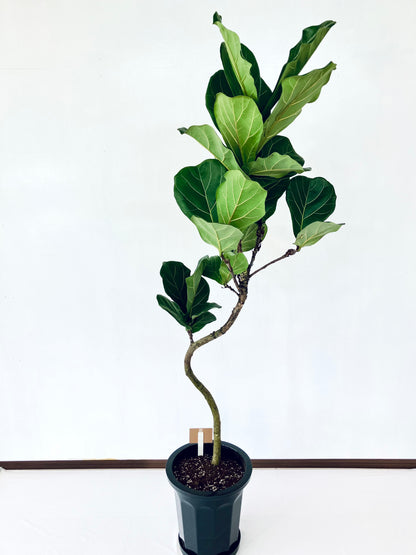 現品商品＠2 カシワバゴム 10号（高さ：167cm、幅：56cm）