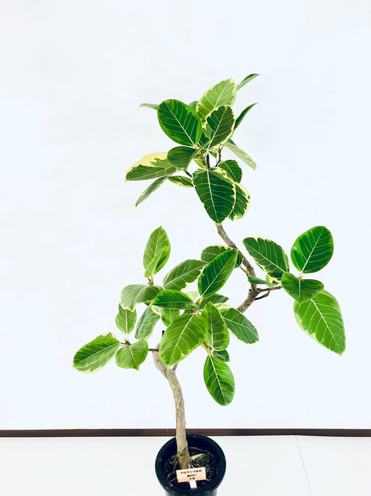 現品商品＠5 アルテシマ 8号（高さ：152cm、幅：77cm）