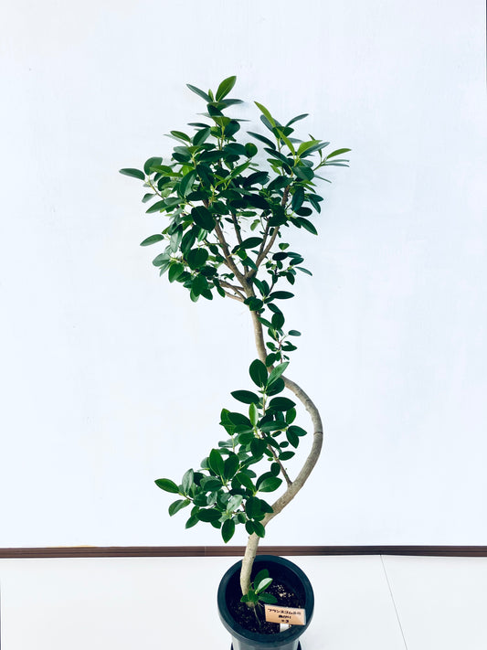 現品商品@3 フランスゴム 8号（高さ：143cm、幅：53cm）