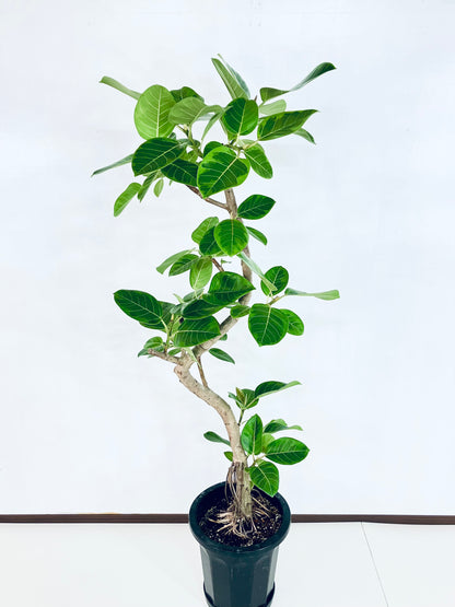 現品商品@5 アルテシマ 10号（高さ：163cm 幅：67cm）