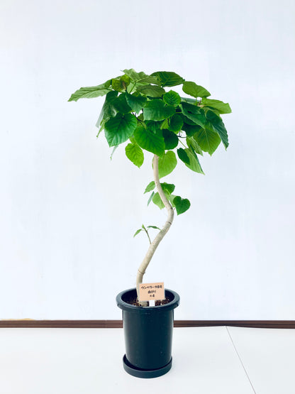 現品商品＠4 ウンベラータ 8号（高さ：114cm、幅：75cm）