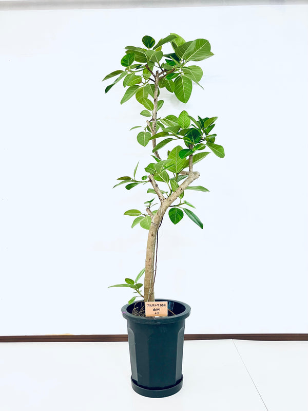 現品商品@1 アルテシマ 10号（高さ：175cm 幅：65cm）