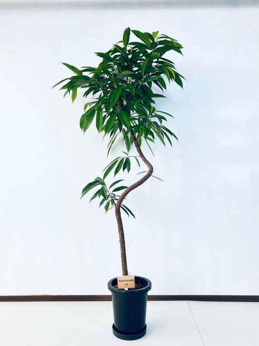 現品商品＠1 アムステルダム 8号（高さ：168cm、幅：78cm）