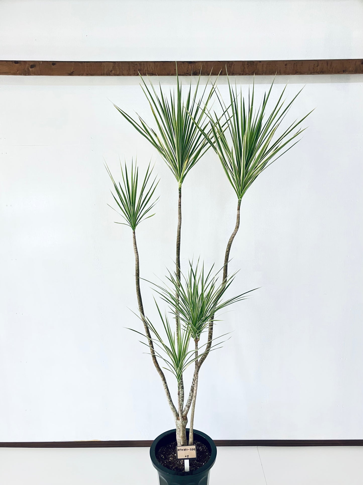 現品商品＠2 コンシンネ・ホワイボリー 10号（高さ：200cm、幅：85cm）