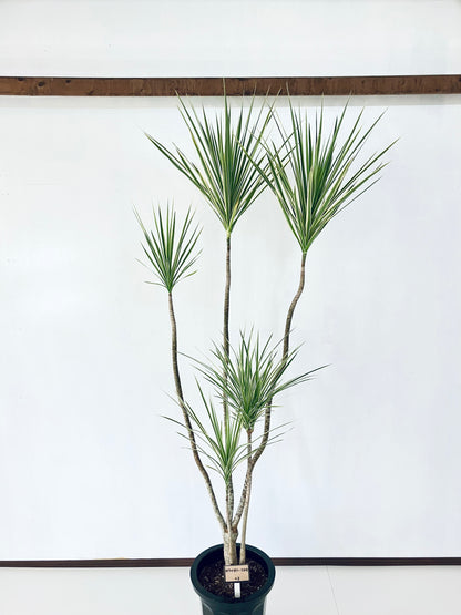 現品商品＠2 コンシンネ・ホワイボリー 10号（高さ：200cm、幅：85cm）