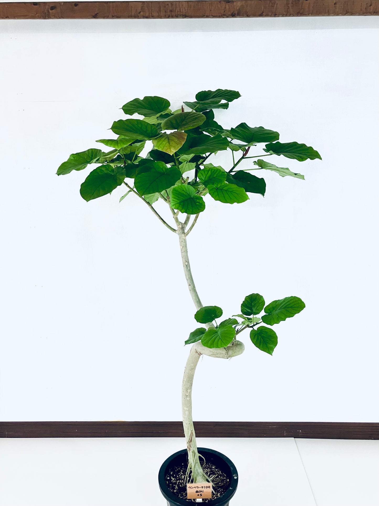 現品商品＠5 ウンベラータ 10号（高さ：183cm、幅：94cm）