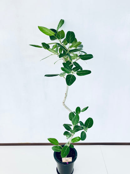 現品商品＠4 ベンガレンシス 8号（高さ：152cm、幅：67cm）