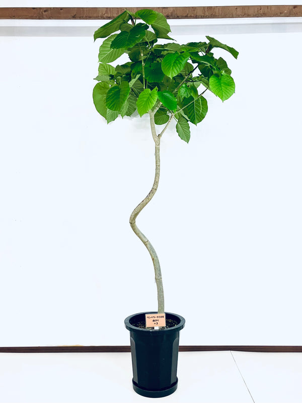 現品商品＠3 ウンベラータ 10号（高さ：180cm、幅：90cm）