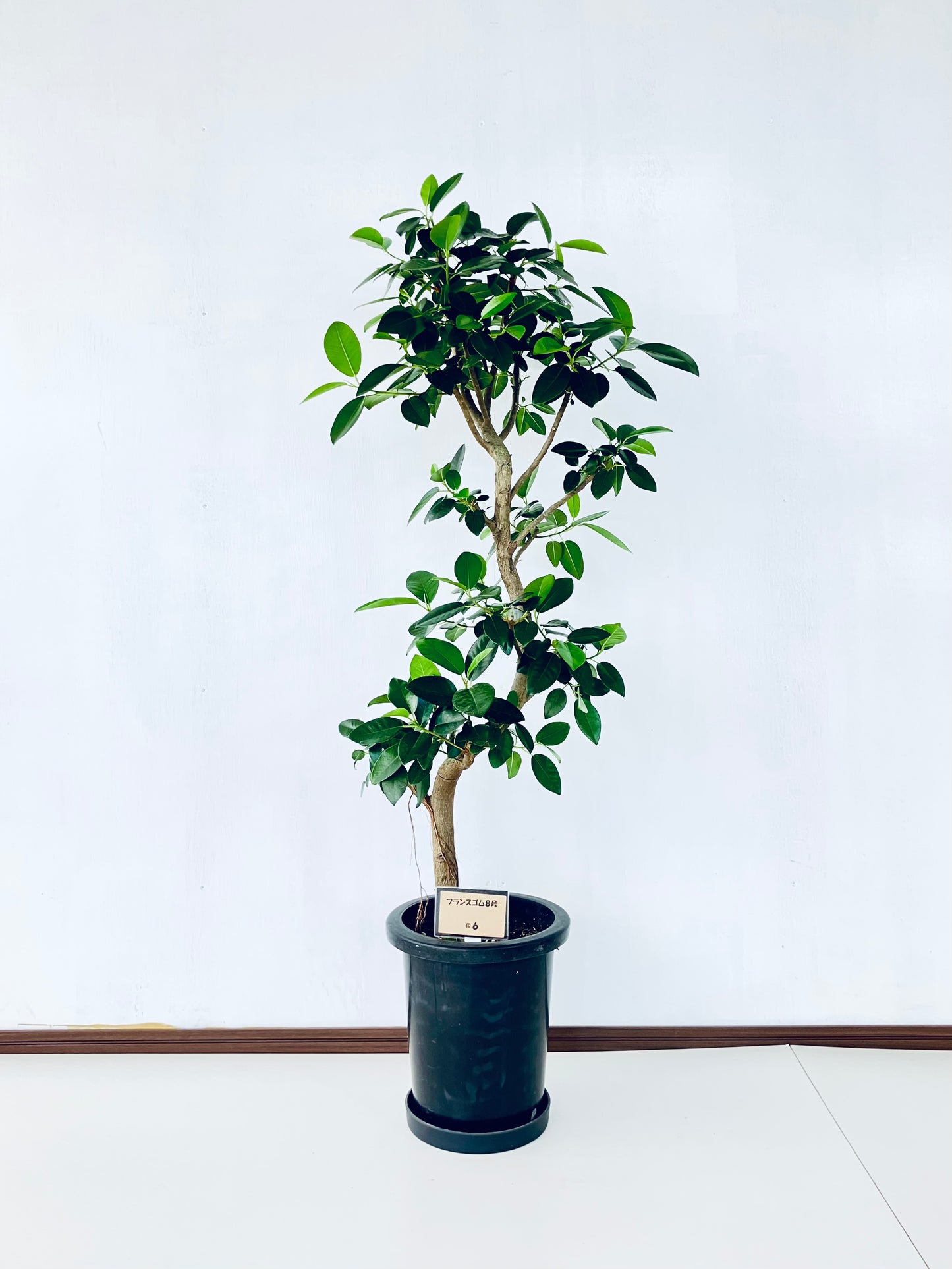 現品商品@6 フランスゴム 8号（高さ：127cm、幅：50cm）