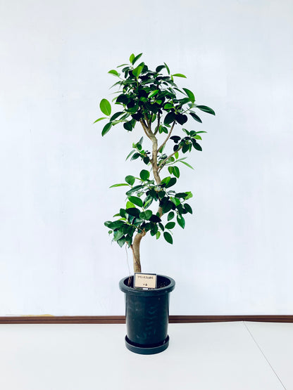 現品商品@6 フランスゴム 8号（高さ：127cm、幅：50cm）