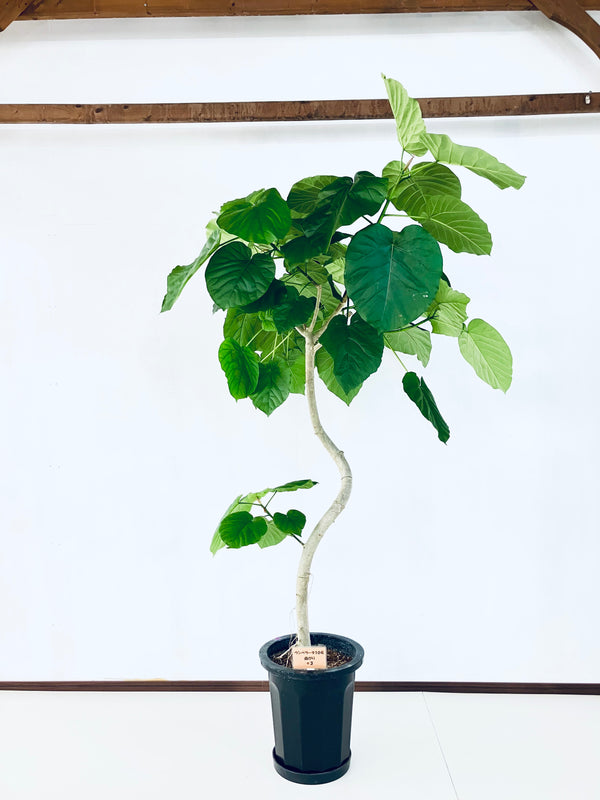 現品商品＠3 ウンベラータ 10号（高さ：195cm、幅：100cm）