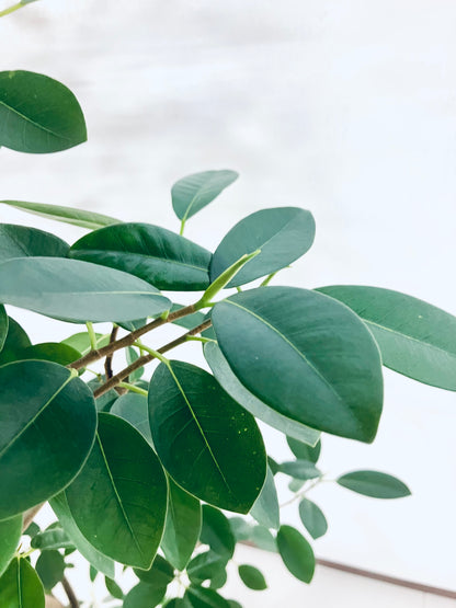 【Unique Form】フランスゴム 8号（高さ：145cm、幅：75cm）#11