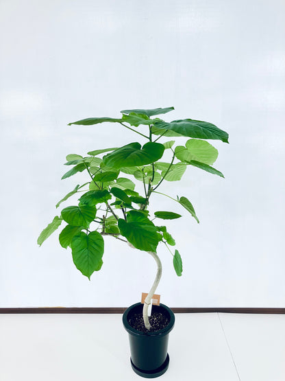 現品商品＠2 ウンベラータ8号 曲がりМ（高さ：123cm、幅：80cm）