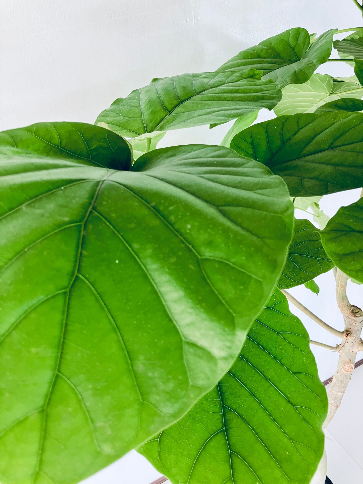 現品商品＠5 ウンベラータ 10号（高さ：180cm、幅：120cm）