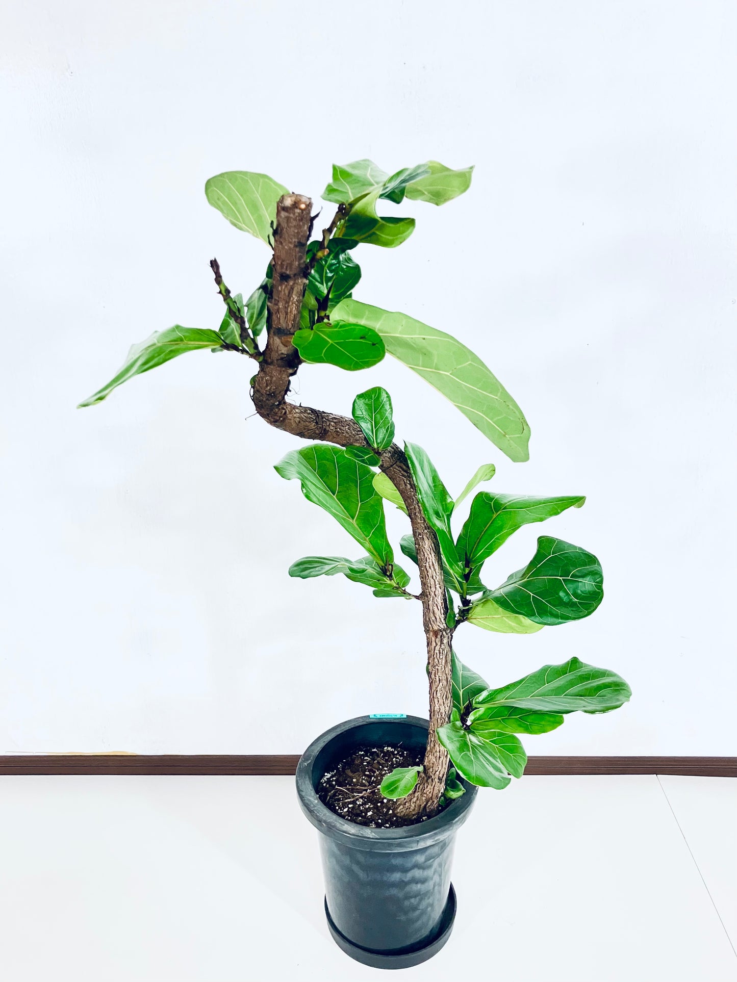 【Unique Form】カシワバゴム 8号（高さ：102cm、幅：48cm）#8