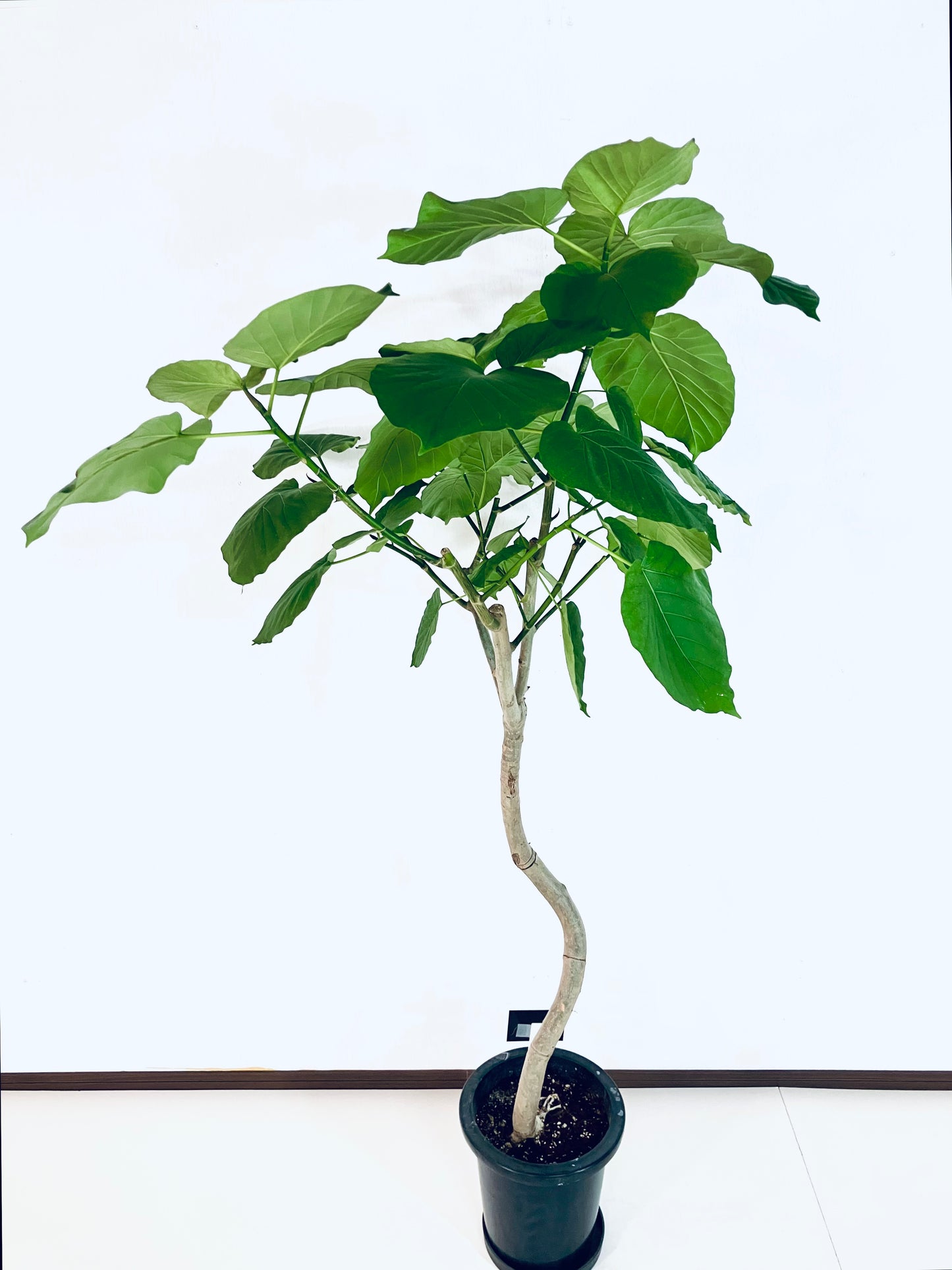 現品商品＠8 ウンベラータ 8号（高さ：156cm、幅：84cm）