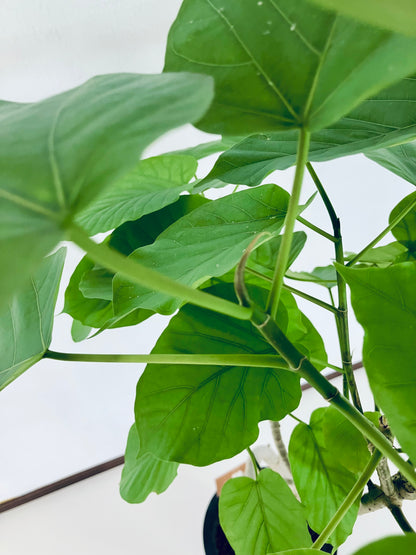 現品商品＠7 ウンベラータ 8号 曲がりМ（高さ：135cm、幅：76cm）