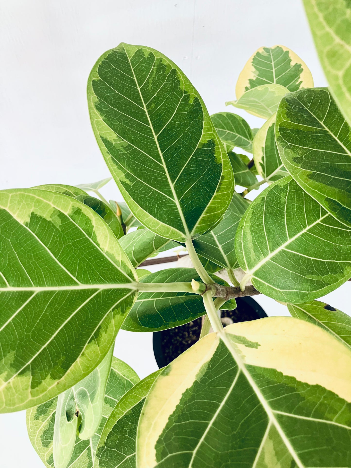 現品商品@2 アルテシマ 10号（高さ：172cm 幅：87cm）