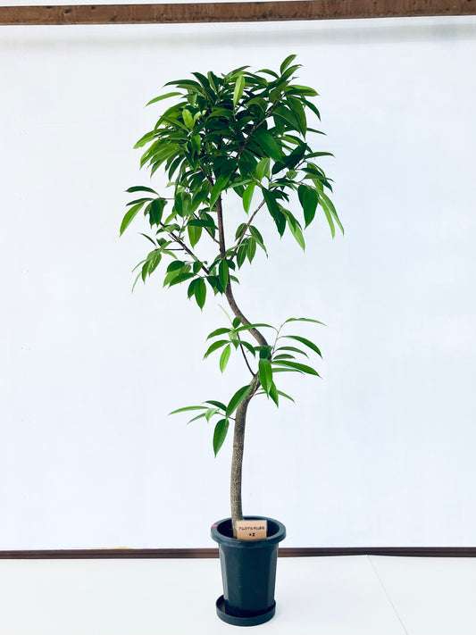 現品商品＠3 アムステルダム 8号（高さ：168cm、幅：90cm）