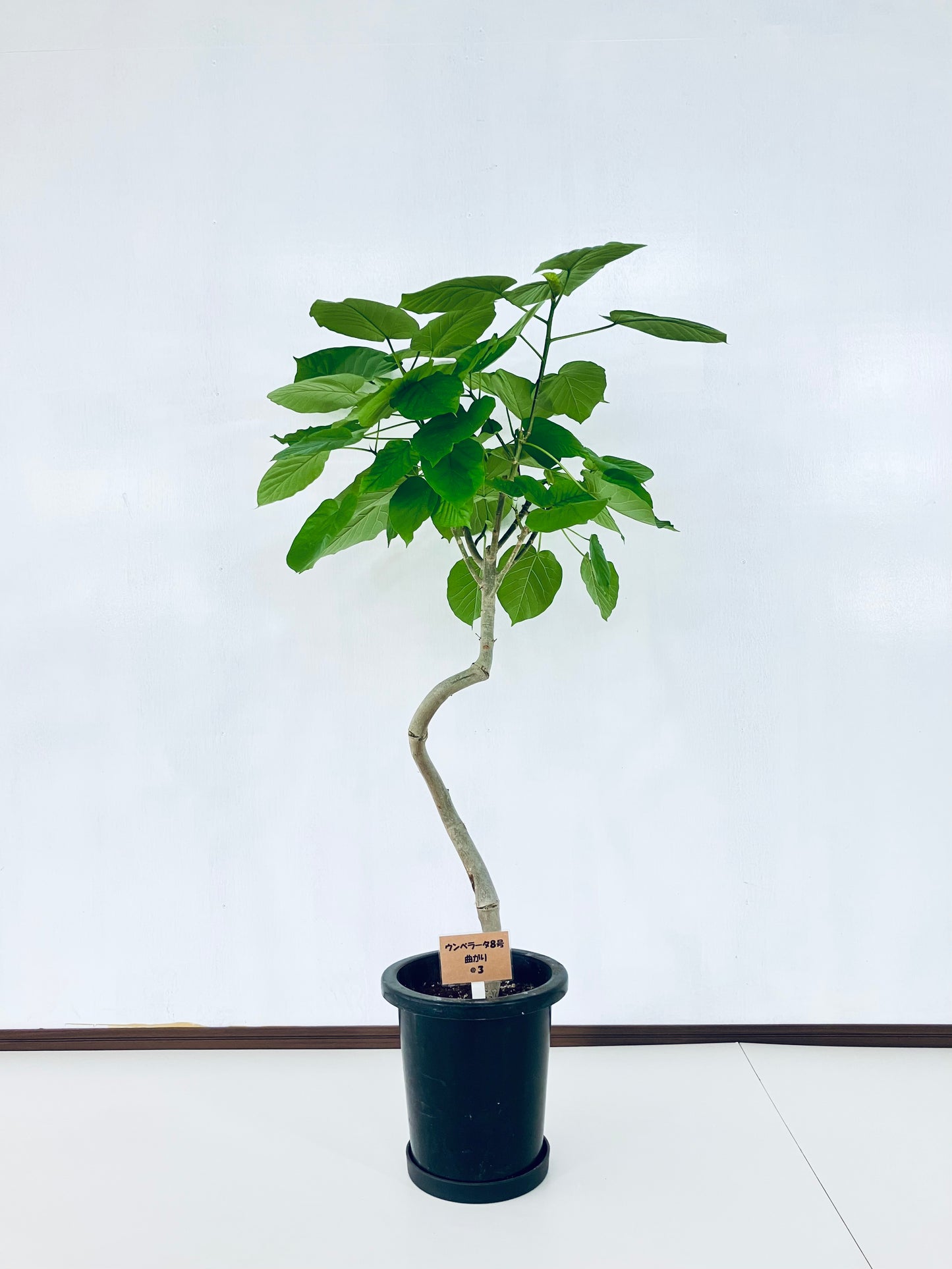 現品商品＠3 ウンベラータ 8号 曲がりМ（高さ：126cm、幅：90cm）