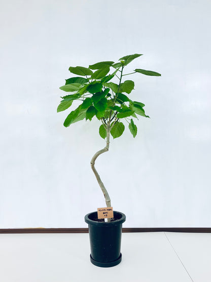 現品商品＠3 ウンベラータ 8号 曲がりМ（高さ：126cm、幅：90cm）