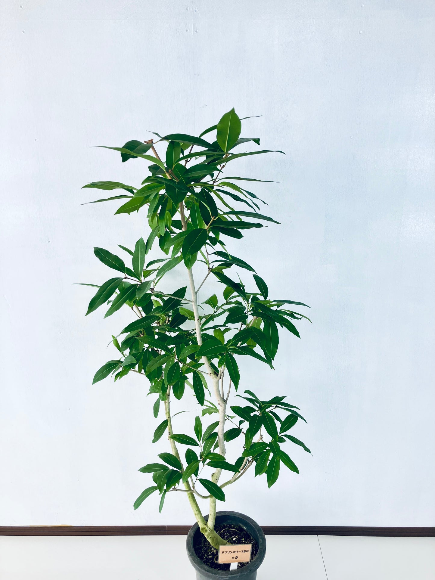 現品商品＠5 アマゾンオリーブ 8号（高さ：150cm、幅：60cm）