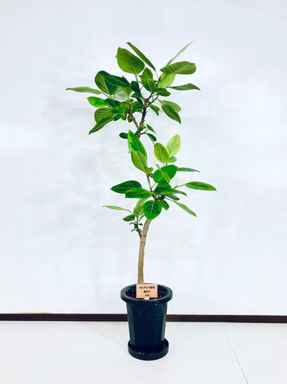 現品商品＠6 アルテシマ 8号（高さ：144cm、幅：76cm）