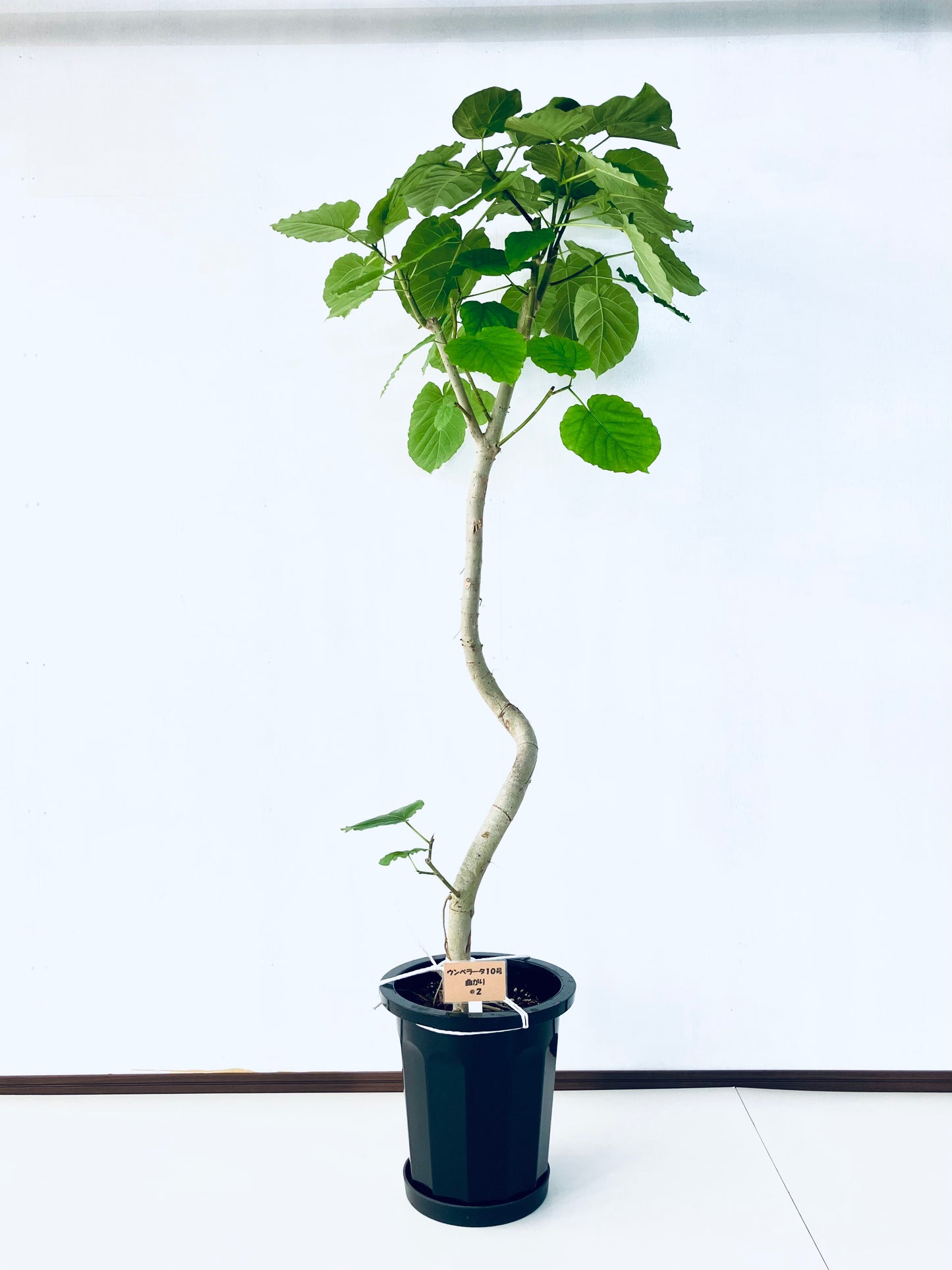 現品商品＠2 ウンベラータ 10号（高さ：175cm、幅：82cm）