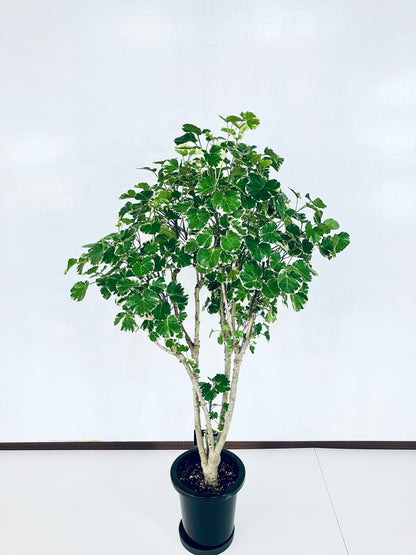 現品商品@1 ポリシャス・マルギナータ 8号（高さ：141cm、幅：60cm）