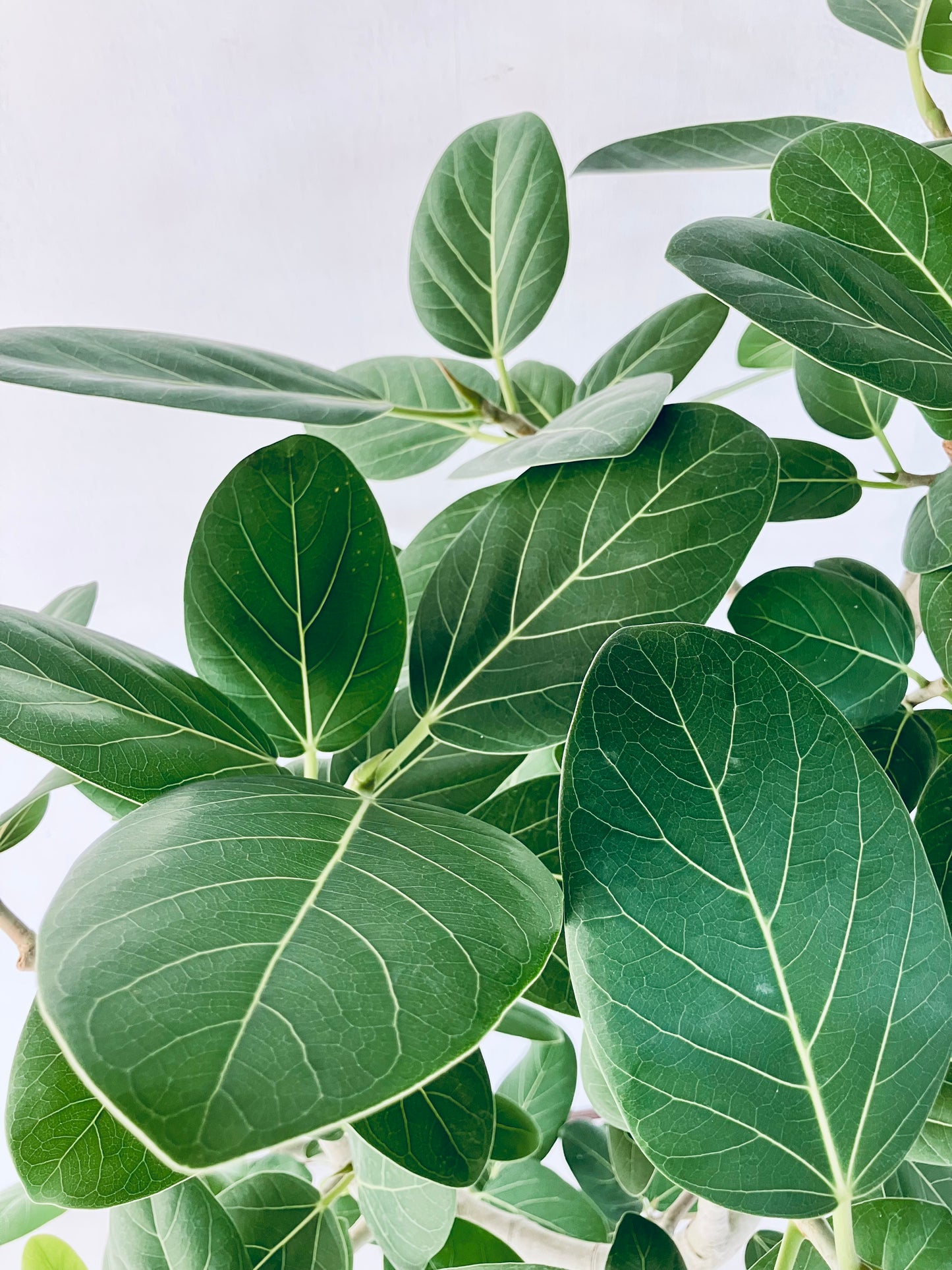 現品商品@5 ベンガレンシス 10号（高さ：176cm、幅：103cm）