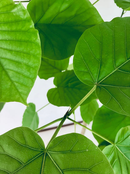 現品商品＠10 ウンベラータ 8号 曲がりМ（高さ：126cm、幅：82cm）