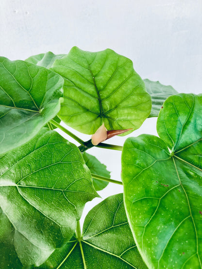 現品商品＠10 ウンベラータ 8号（高さ：120cm、幅：60cm）