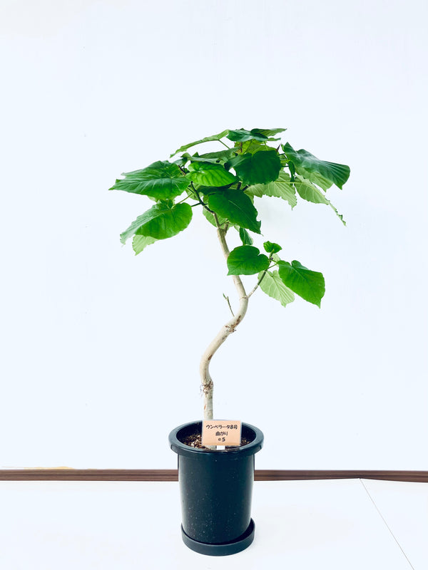 現品商品＠5 ウンベラータ 8号（高さ：110cm、幅：72cm）