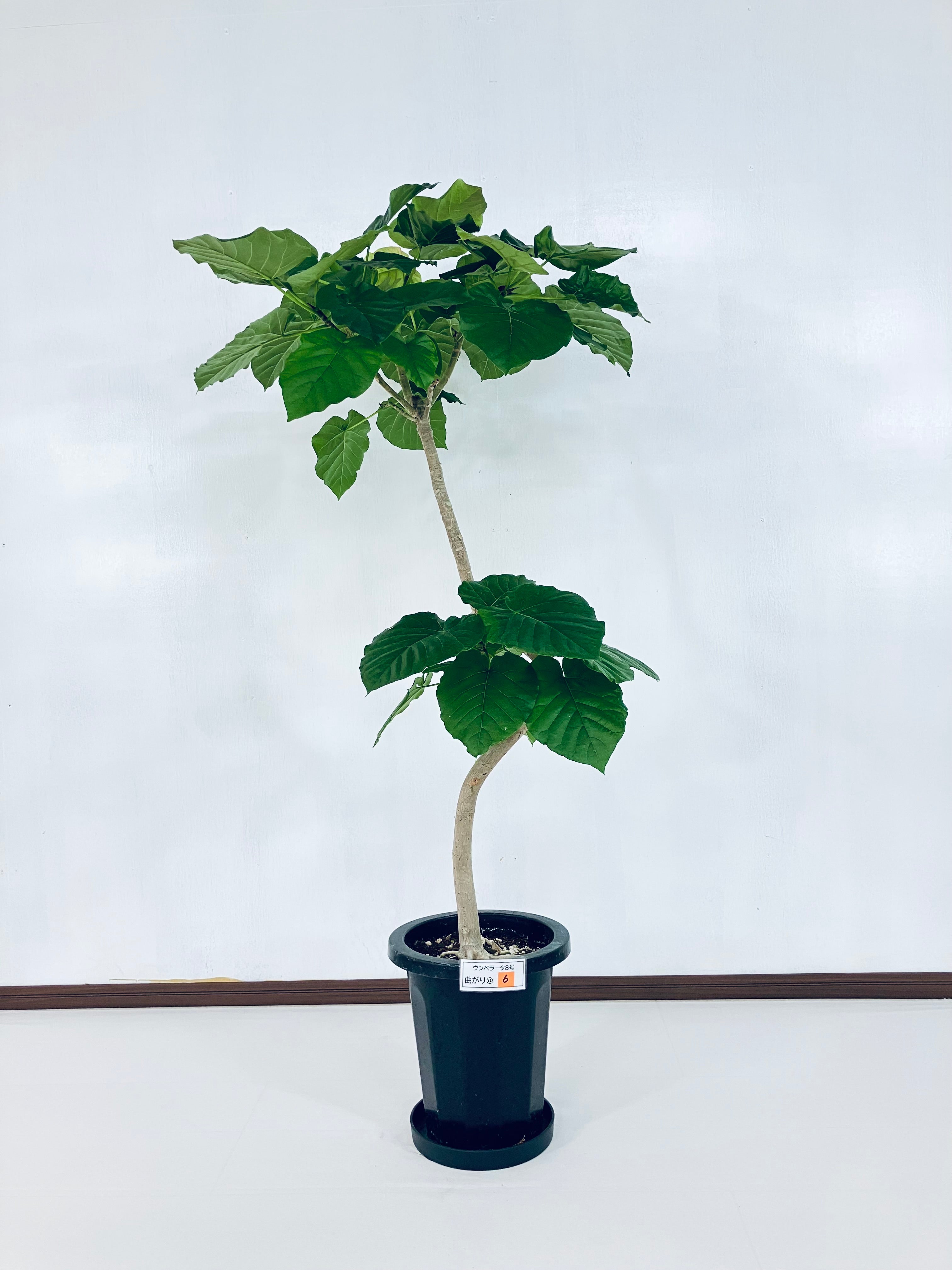 フィカス・ウンベラータ 8号の現品商品 | 観葉植物通販AONOKI