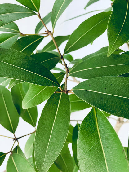 現品商品＠1 アマゾンオリーブ 8号（高さ：163cm、幅：65cm）