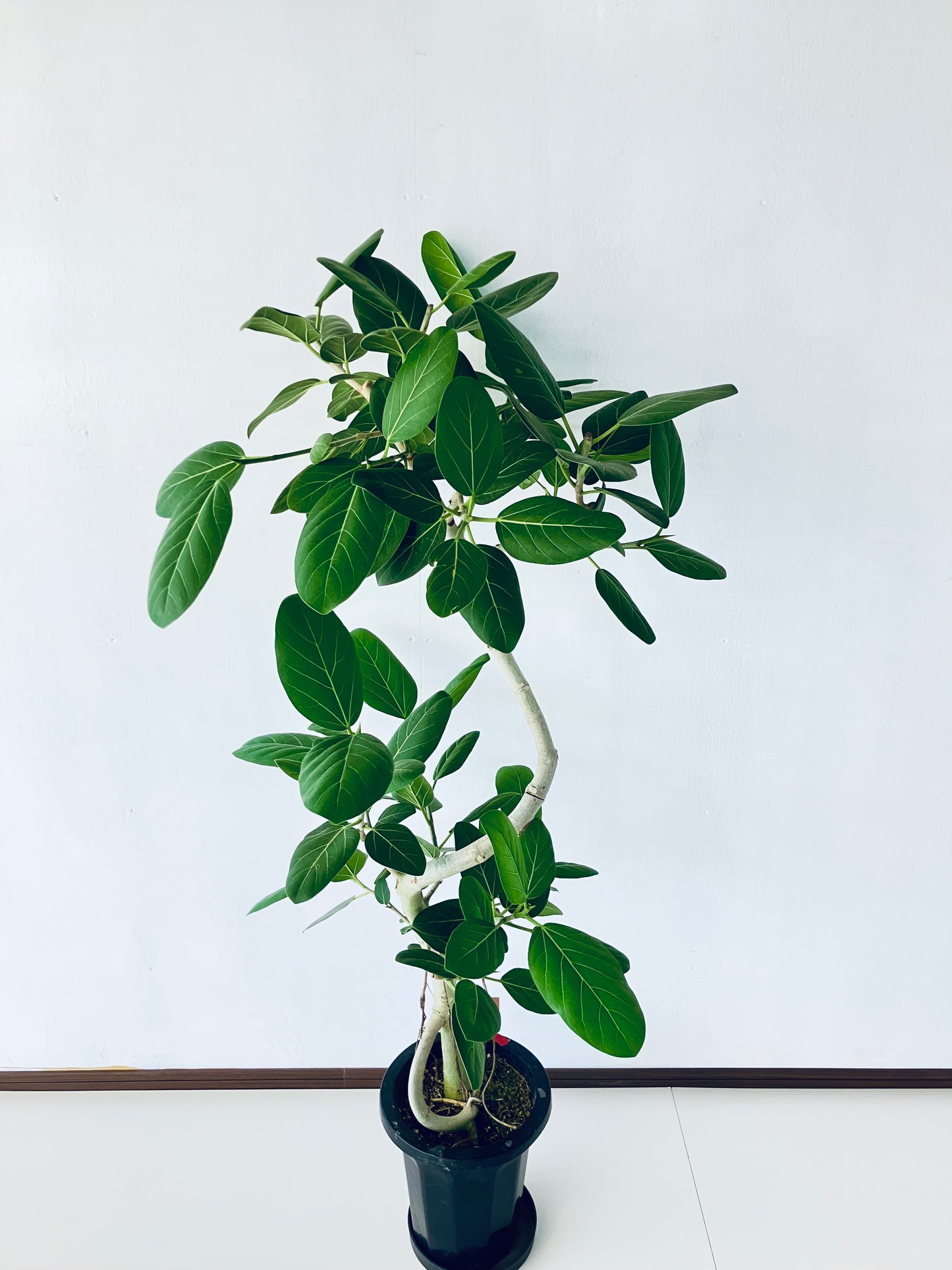 現品商品＠1 ベンガレンシス 8号（高さ：143cm、幅：80cm）