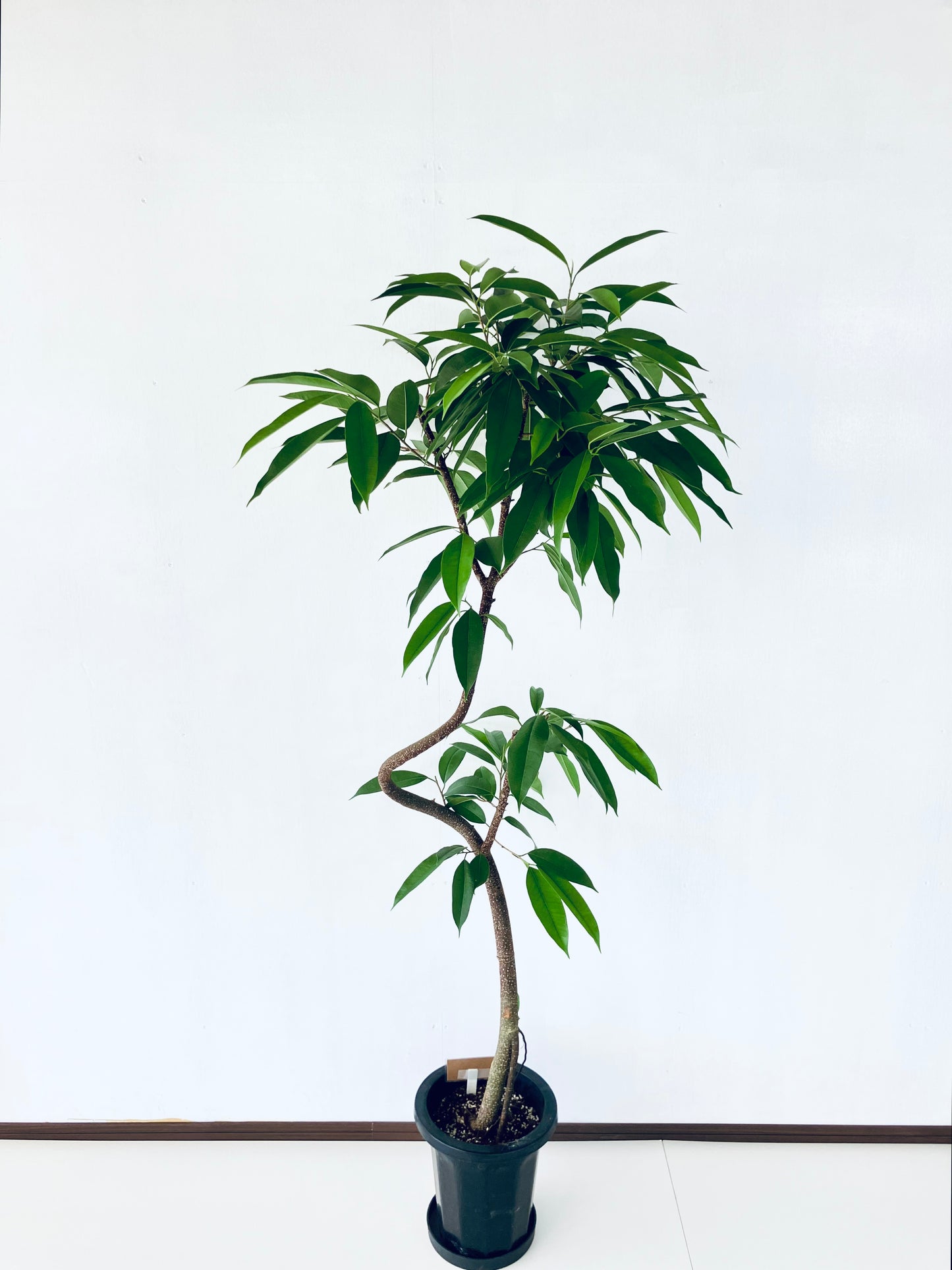 現品商品＠4 アムステルダム 8号（高さ：164cm、幅：77cm）