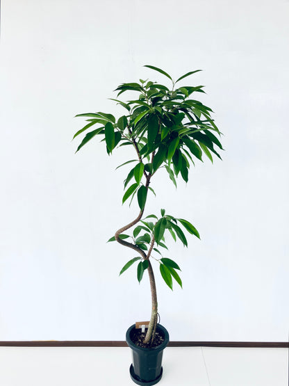 現品商品＠4 アムステルダム 8号（高さ：164cm、幅：77cm）