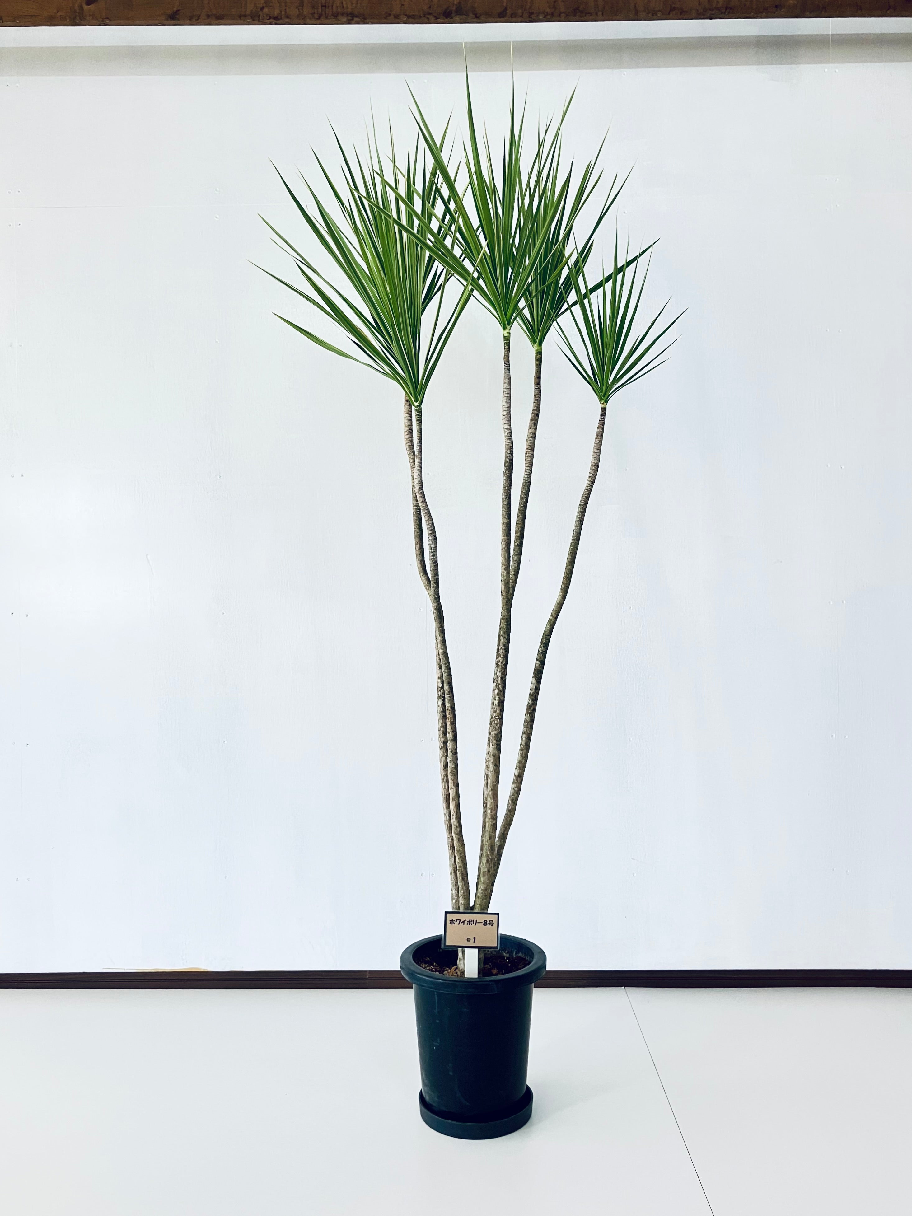 コンシンネ・ホワイボリー8号の現品商品 | 観葉植物通販AONOKI コンシンネ・ホワイボリー8号の現品商品 | 観葉植物通販AONOKI