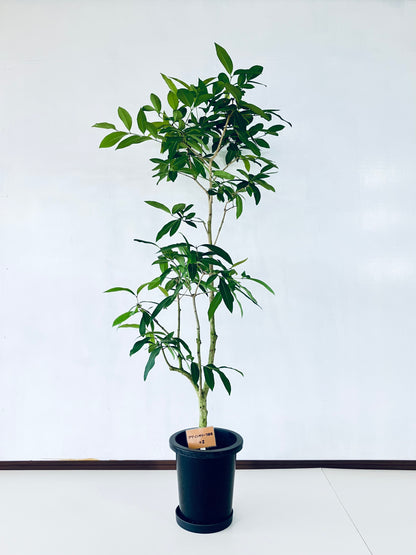 現品商品＠2 アマゾンオリーブ 8号（高さ：148cm、幅：80cm）