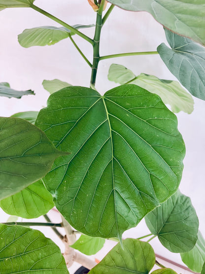 現品商品＠1 ウンベラータ 8号（高さ：142m、幅：80cm）